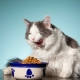 All about All Cats for cats and cats