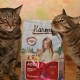 All about food for cats and cats Karmy
