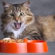 All about Ownat cat food