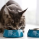 All about food for cats and cats PURINA ONE