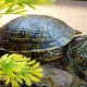 All about food for red-eared turtles