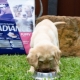 All About Advance Dog Food