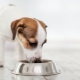 All About ROYAL CANIN Small Breed Dog Food