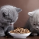 All about holistic food for kittens