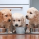 All About Holistic Puppy Food