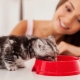 All About Whiskas for Kittens