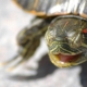 All about hibernation in red-eared turtles