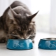 All about Purina dry food for cats and cats