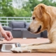 All about Purina Pro Plan dry food for dogs