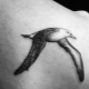 All about the Seagull tattoo
