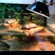 Choosing a lamp for red-eared turtles
