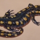 The meaning of the Salamander tattoo