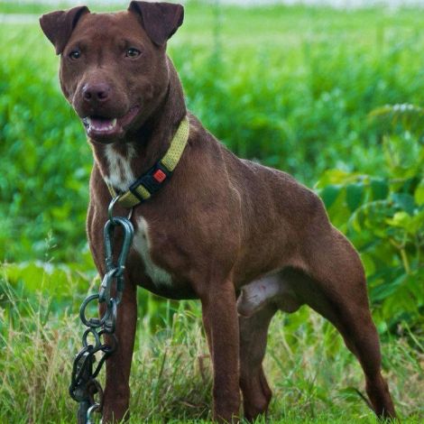 Patterdale Terrier (15 ảnh): mô tả về giống chó, những chú ...