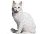 Description of Angora cats, their features of keeping and feeding