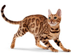 Bengal cat: features of the breed and character
