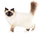 Burmese cats: features, choice and care