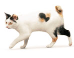 Bobtail cats: characteristics, colors and care