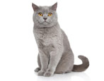 All about British cats and cats