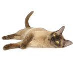 Burmese cats: breed description, variety of colors and maintenance rules