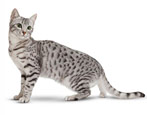 The origin, description and content of Egyptian Mau cats