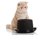 The origin of the exotic cat breed, care and breeding