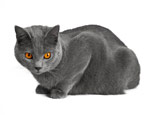 Cartesian cats: features of the breed, nature and rules of care