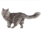 All about Nibelung cats