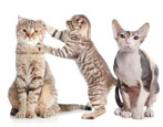 Understanding cat breeds