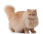 Persian cat: description, character, types and recommendations for care