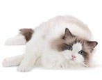 Ragdoll: color variations, character and content rules