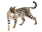 Savannah: description of the breed, features of character and content