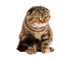 Scottish cats: types of breed, features of maintenance and upbringing