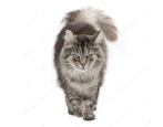 Description, types of color and peculiarities of keeping Siberian cats