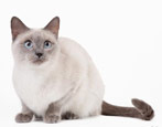 Thai cats: description of the breed, color options and features of the content