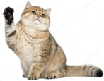 Golden chinchilla cat: characteristics, selection and conditions of detention