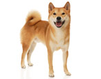 Akita Inu: breed description, character and cultivation