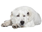 Alabai: characteristics, types, tips for choosing and care