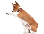 Basenji: description of the breed, rules of maintenance and upbringing
