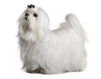 All about lapdogs