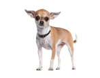 Chihuahua: description, breed types, nature and content