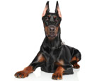Doberman Pinscher: characteristics of the breed and the subtleties of the content
