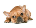 French Bulldog: all information about the breed
