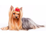 Yorkshire Terriers: breed standards, character, varieties and content
