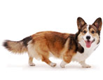 Corgi: description, character, species and colors, content