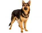 Sheepdogs: types, characteristics, selection and care tips