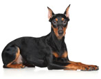 Pinschers: characteristics, types, selection and care