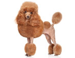 Poodles: description of breeds, types, care and training