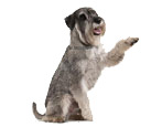 All about the Giant Schnauzers