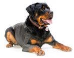 Rottweiler: breed characteristics and keeping rules