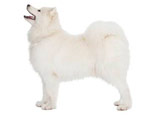 All about the Samoyeds